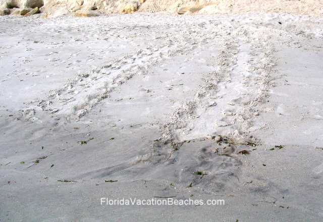 Florida Cocoa Beach Giant Sea Turtle tracks